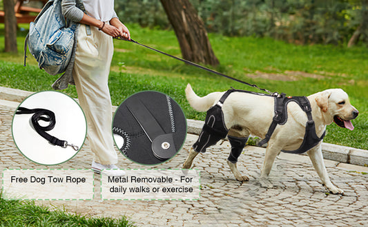 Unleashing Mobility: How a Dog Knee Brace for ACL Injury Can Get Your Pup Back in the Game