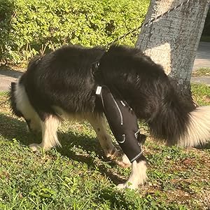 Can Dog Knee Braces Really Revolutionize Canine Mobility? The Surprising Truth!