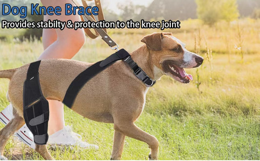 Bouncing Back: The Scoop on Dog Knee Braces for ACL Tears