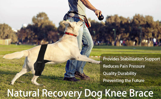 Affordable Hope for Your Limping Pup: Can Dog Knee Braces Really Improve Mobility Without Breaking the Bank?