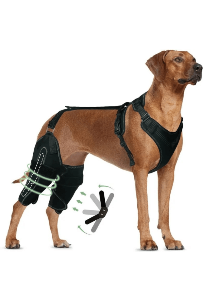 Double Knee Brace for Dogs