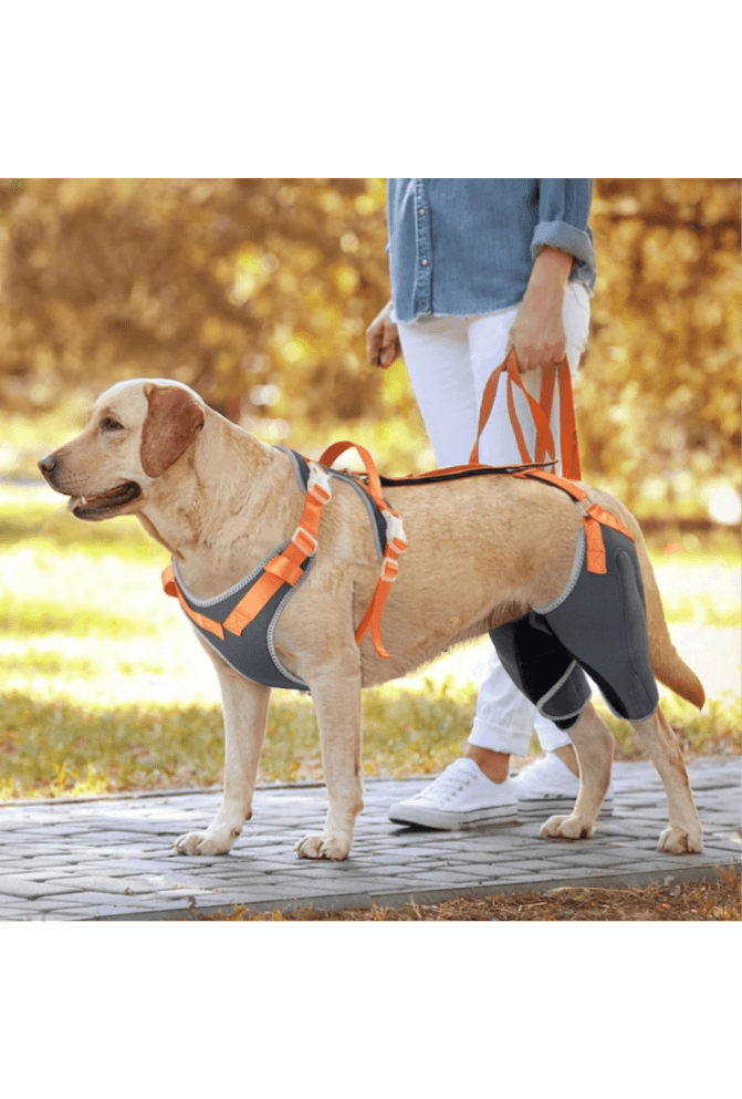 Double Knee Brace for Dogs